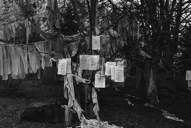 Tree Burial