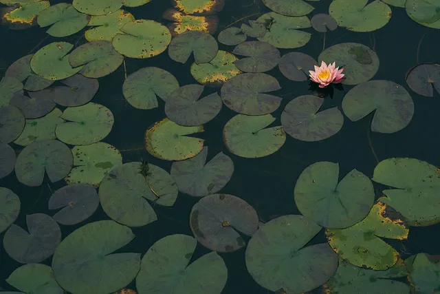 Lotus Pond