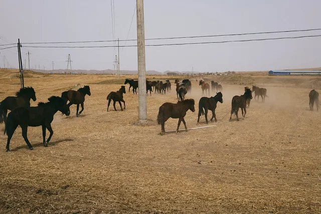 Shandan Military Horse Farm