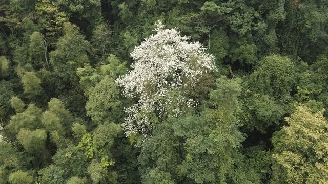 Shimen Forest Park